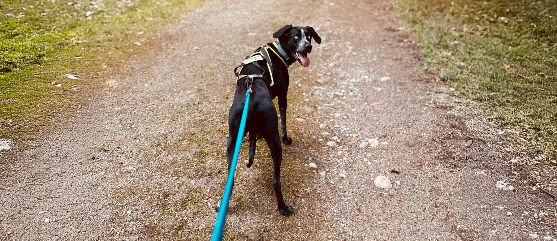 Canitrail in Zürich