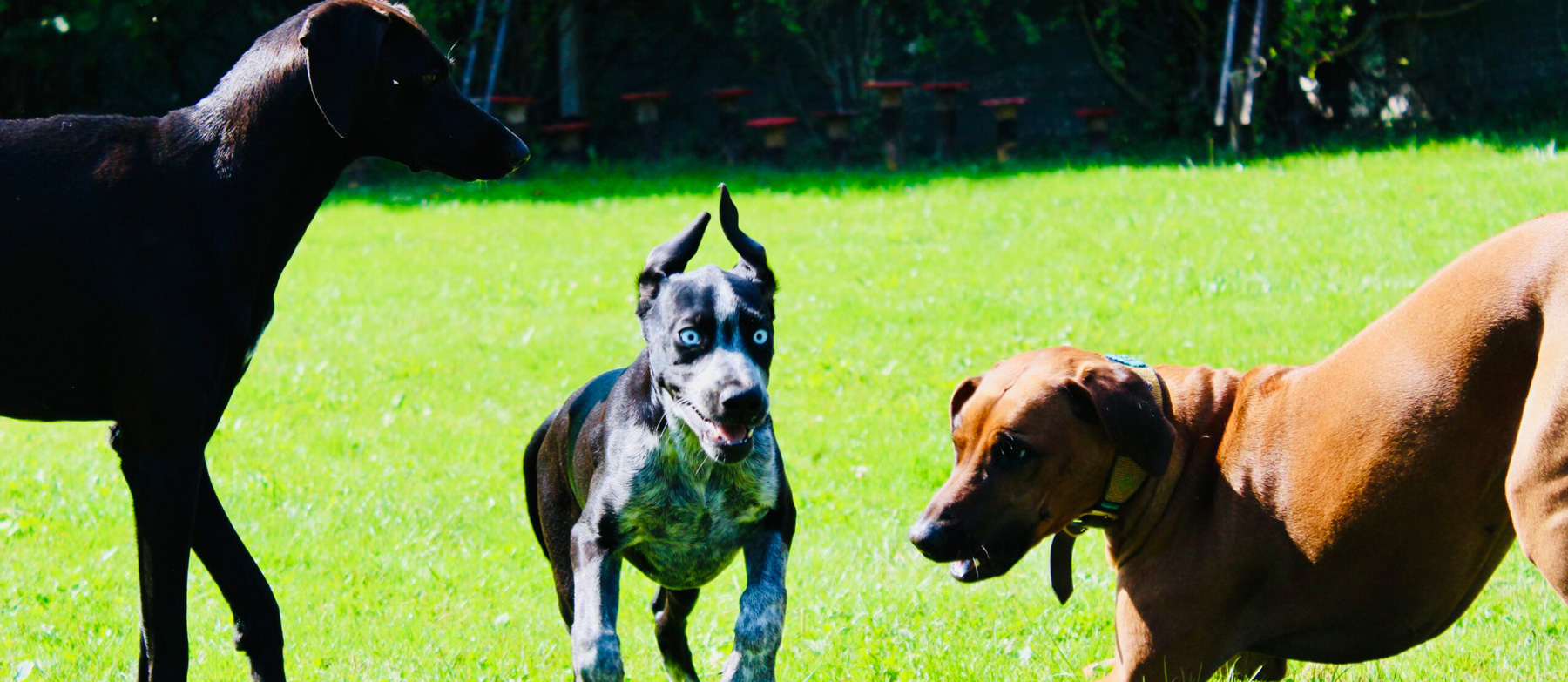Hundeschule Zürich Rasselbande Unterland