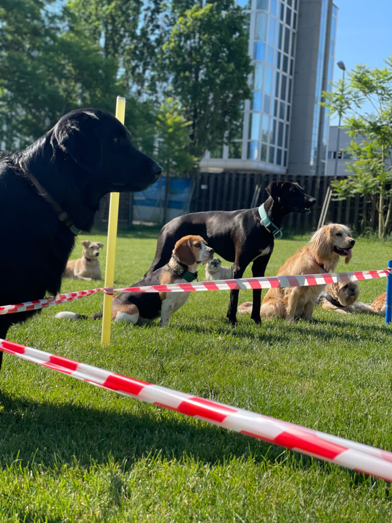Rasselbande Hundebetreuung Zürich Unterland